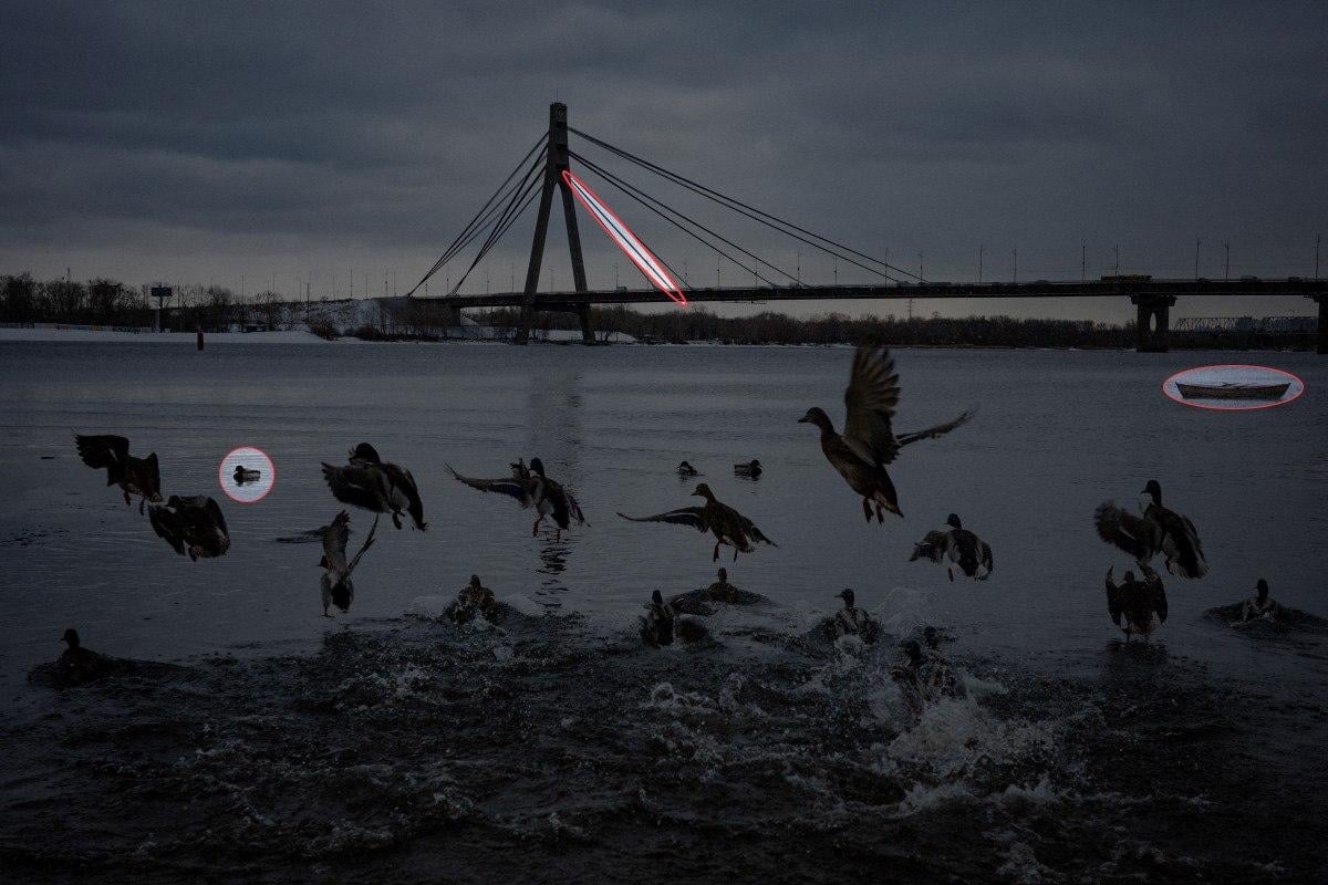 Finn 3 forskjeller på bildet med ender på 10 sekunder: fantastisk puslespill