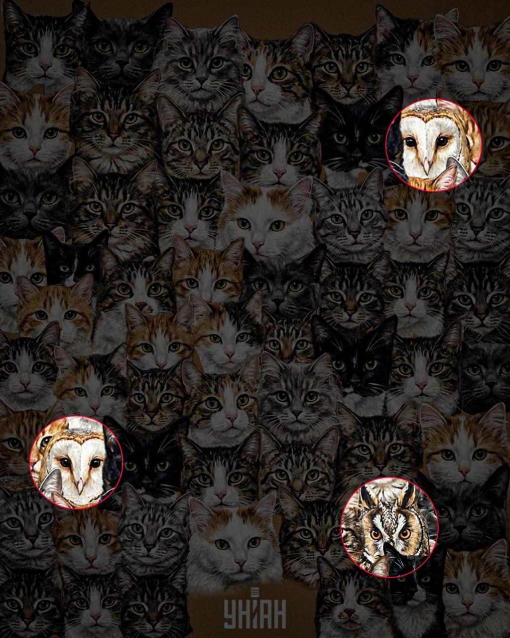 97 % av alle mennesker kan ikke finne 3 ugler blant katter på 10 sekunder: en fantastisk optisk illusjon