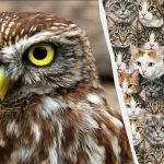 97 % av alle mennesker kan ikke finne 3 ugler