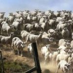 Et puslespill for de med godt syn: Du må finne